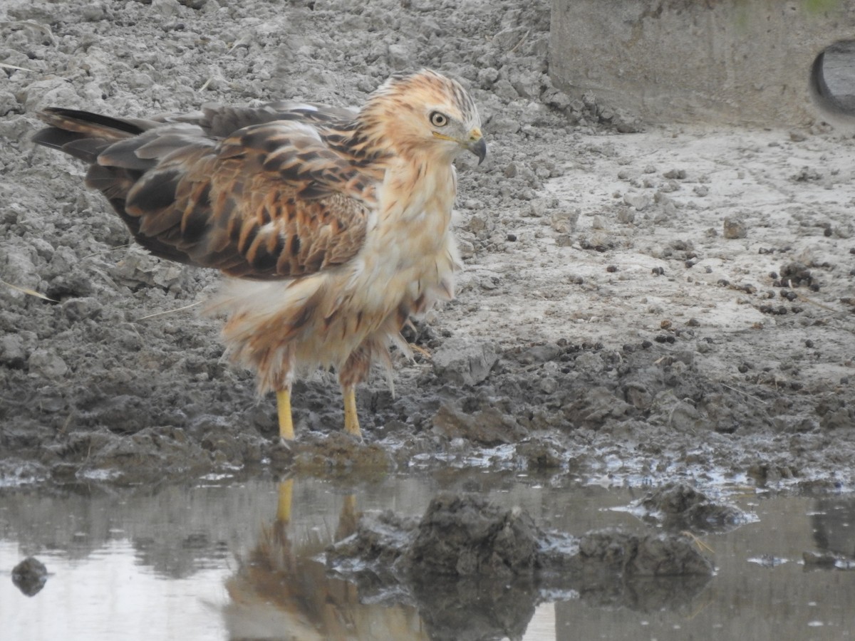 Long-legged Buzzard - ML212166681