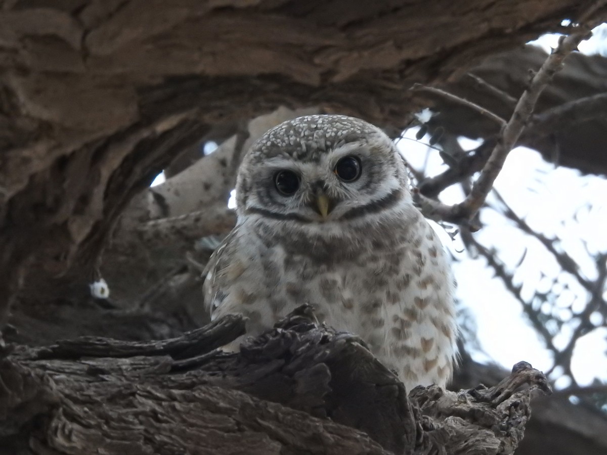 Spotted Owlet - ML212166701