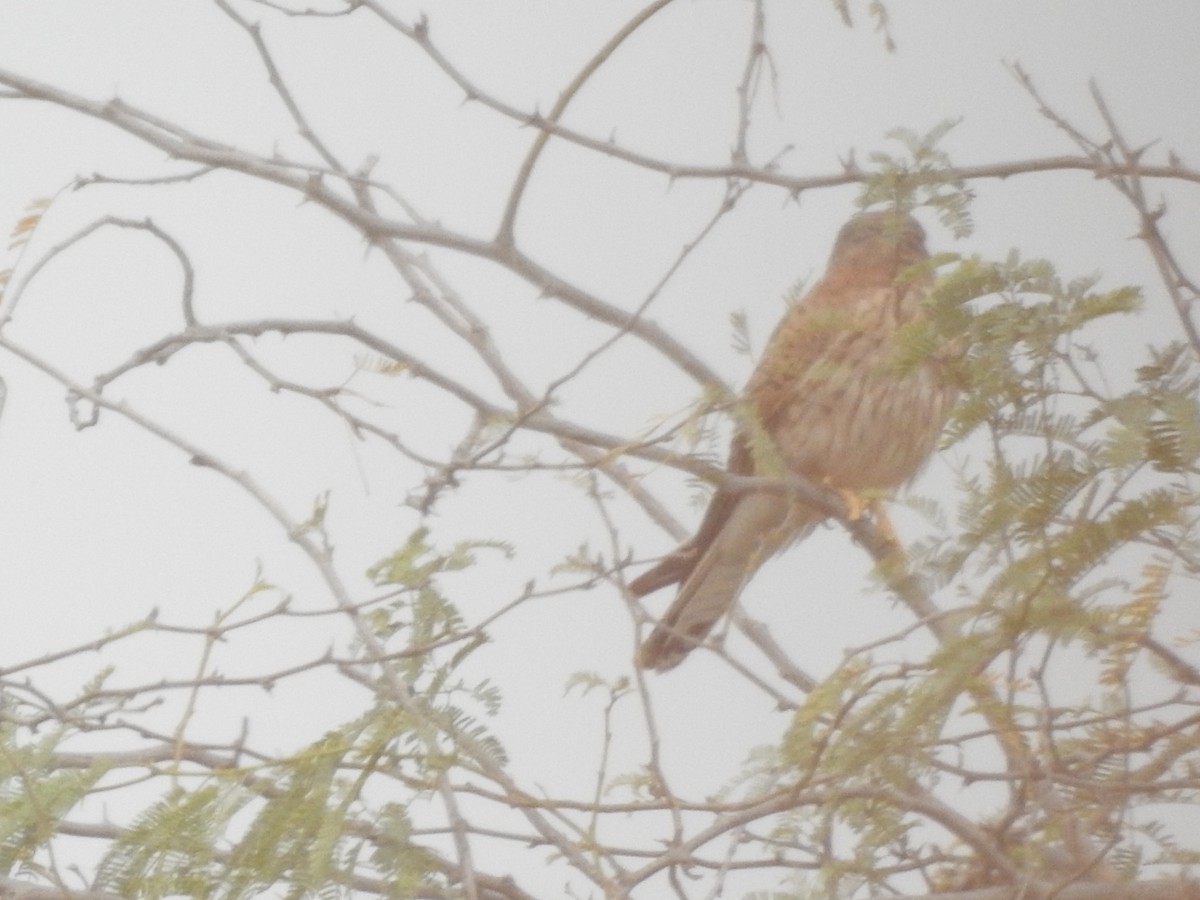 Eurasian Kestrel - Awadh Agrawal