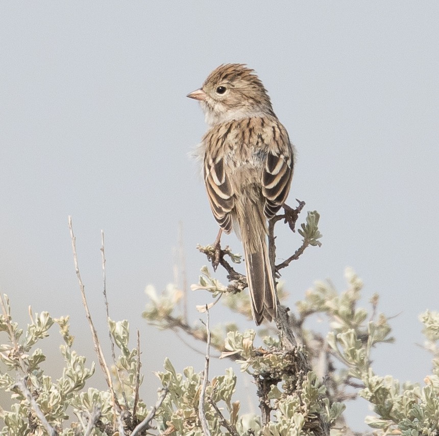 Brewer's Sparrow - ML212168021