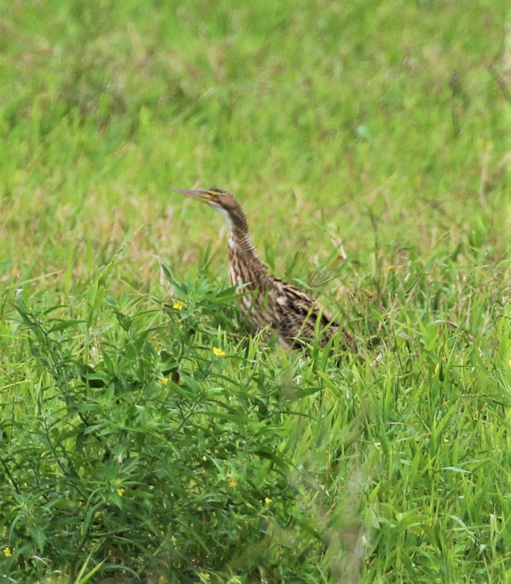 Pinnated Bittern - ML212168401