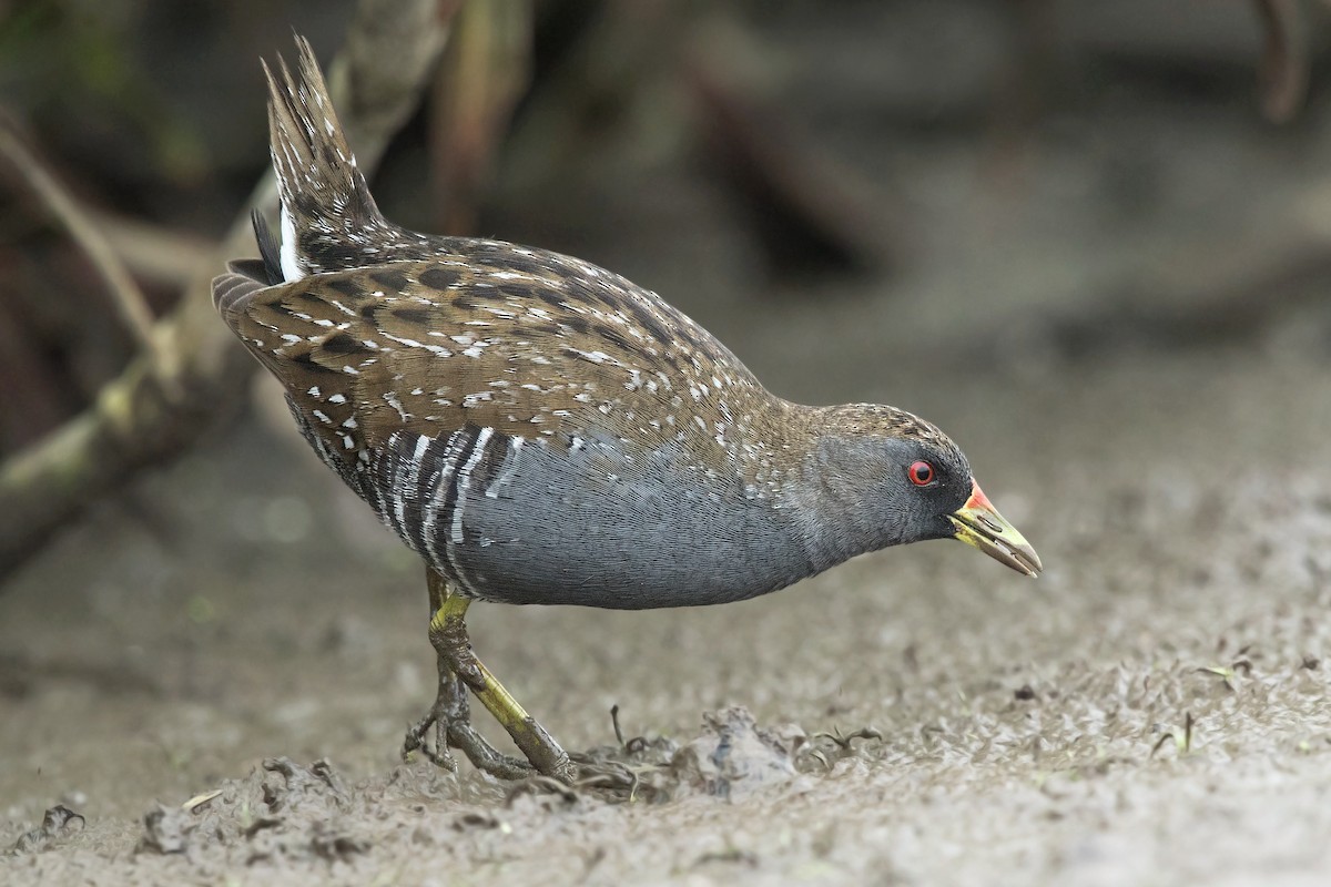 Australian Crake - ML212169321