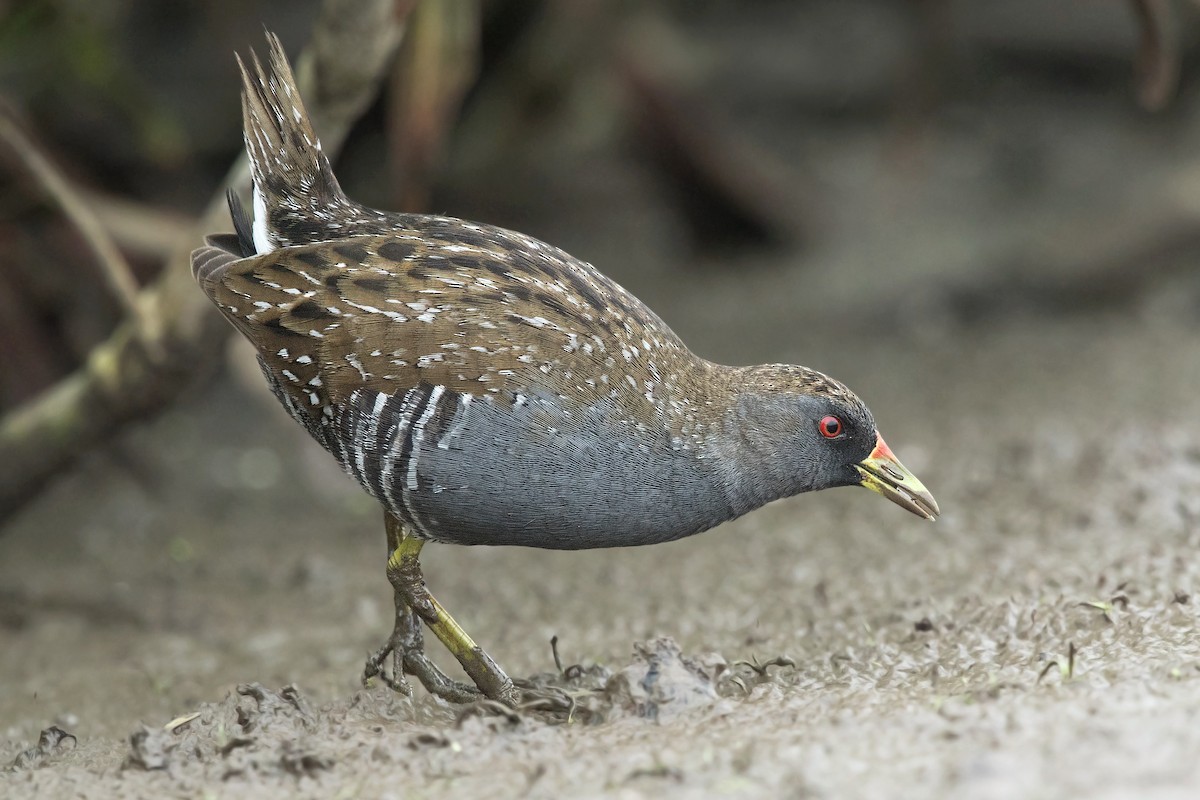 Australian Crake - David Irving