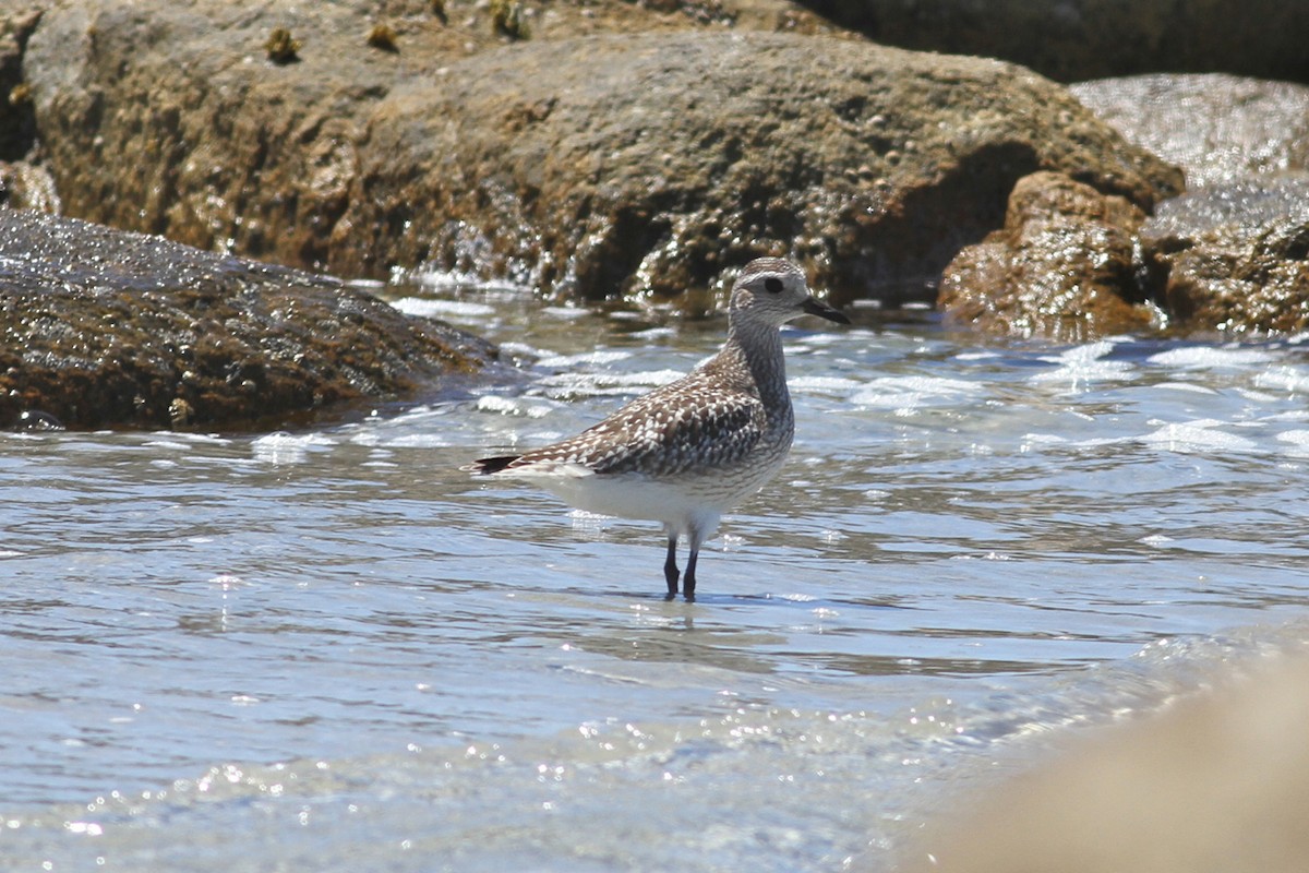 Black-bellied Plover - ML21217001