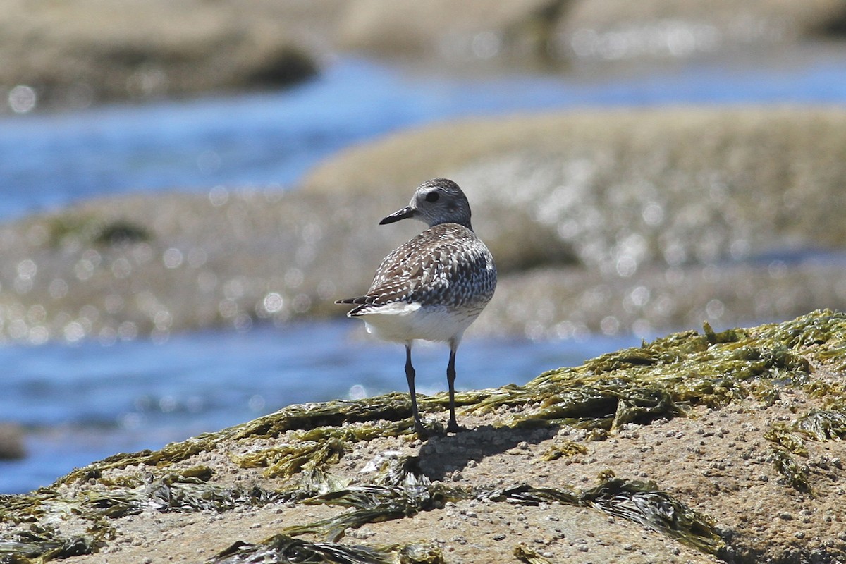 Black-bellied Plover - ML21217011