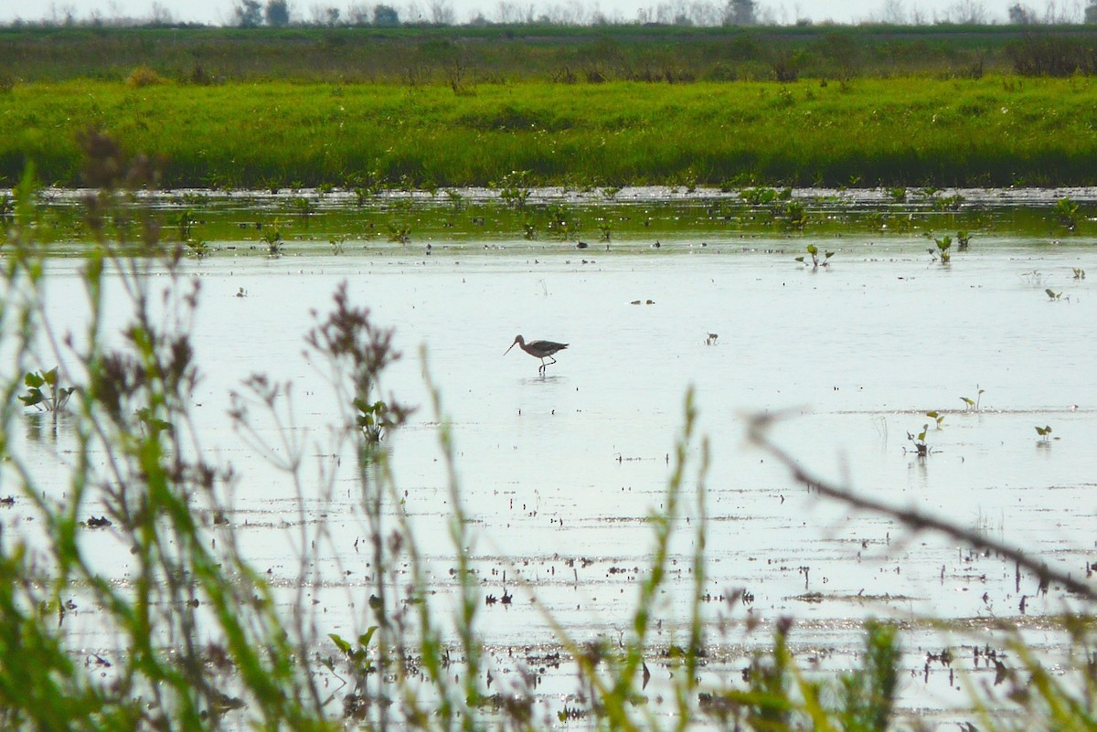 Black-tailed Godwit - ML212171031