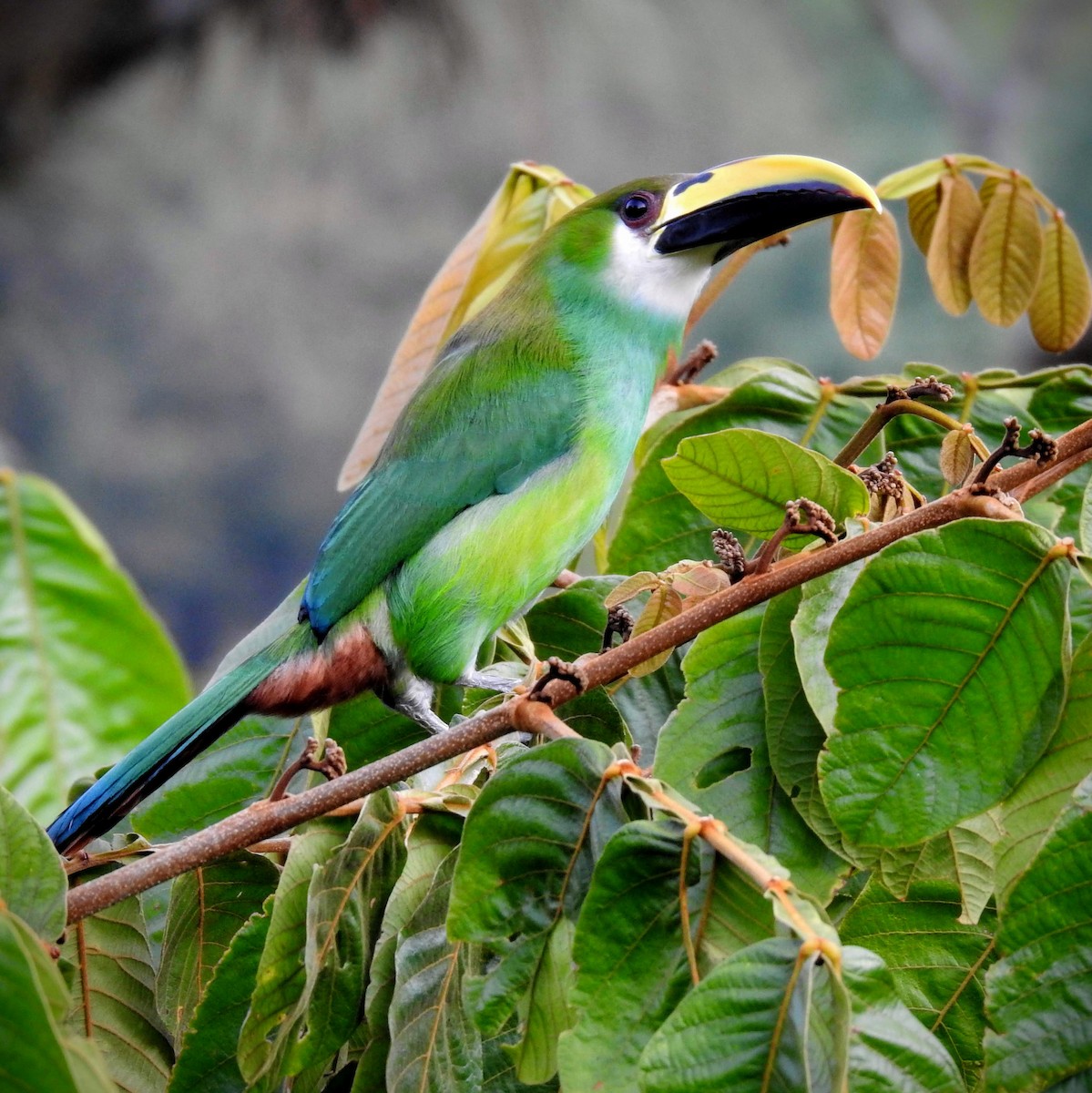 Toucanet émeraude - ML212173181