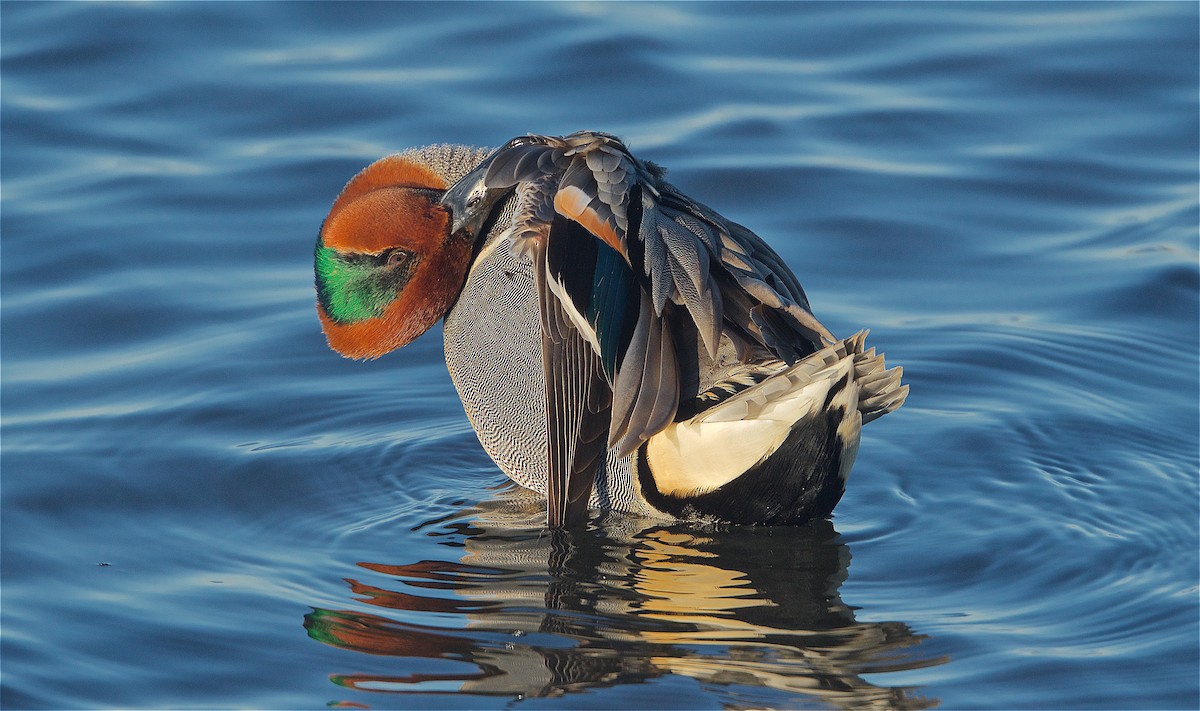 Green-winged Teal - Harlan Stewart