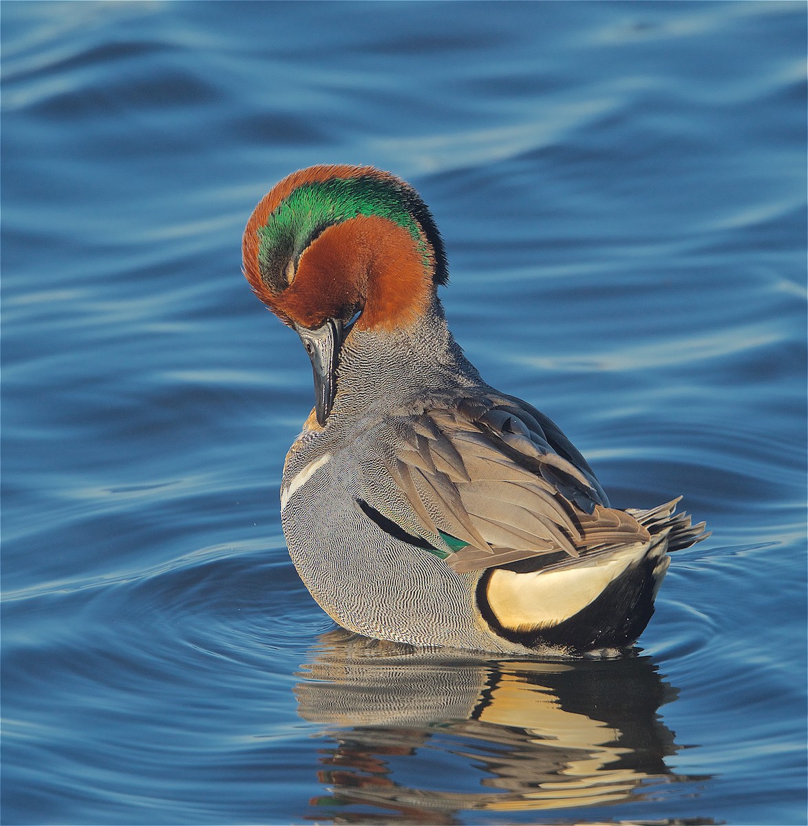 Green-winged Teal - Harlan Stewart