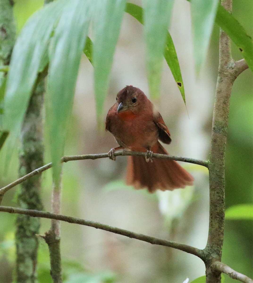 Red-crowned Ant-Tanager - ML212173601