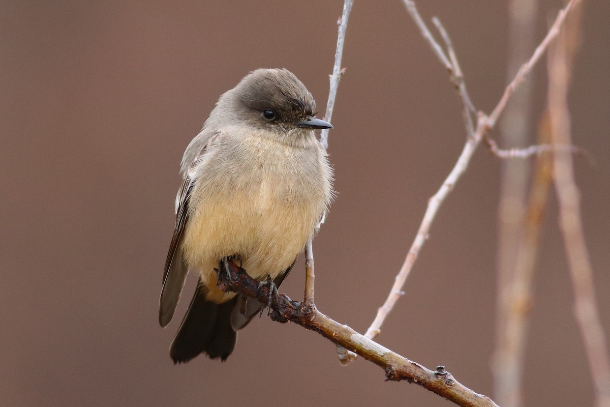 Say's Phoebe - Nick Tepper