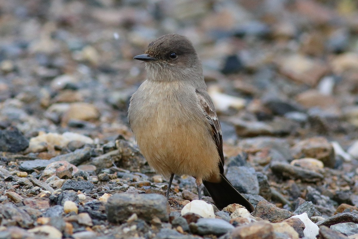 Say's Phoebe - Nick Tepper