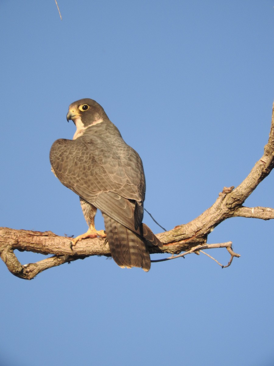 Peregrine Falcon - ML212175451