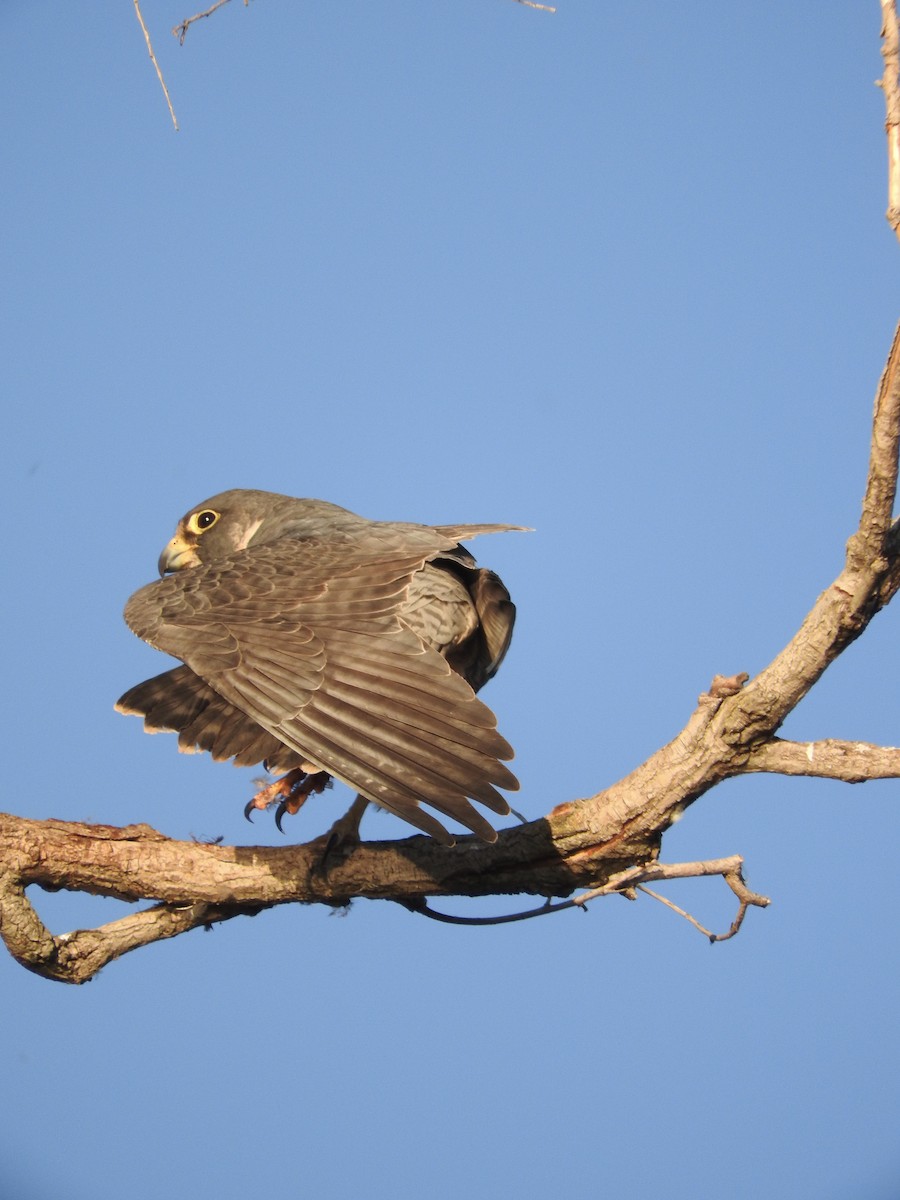 Peregrine Falcon - ML212175491