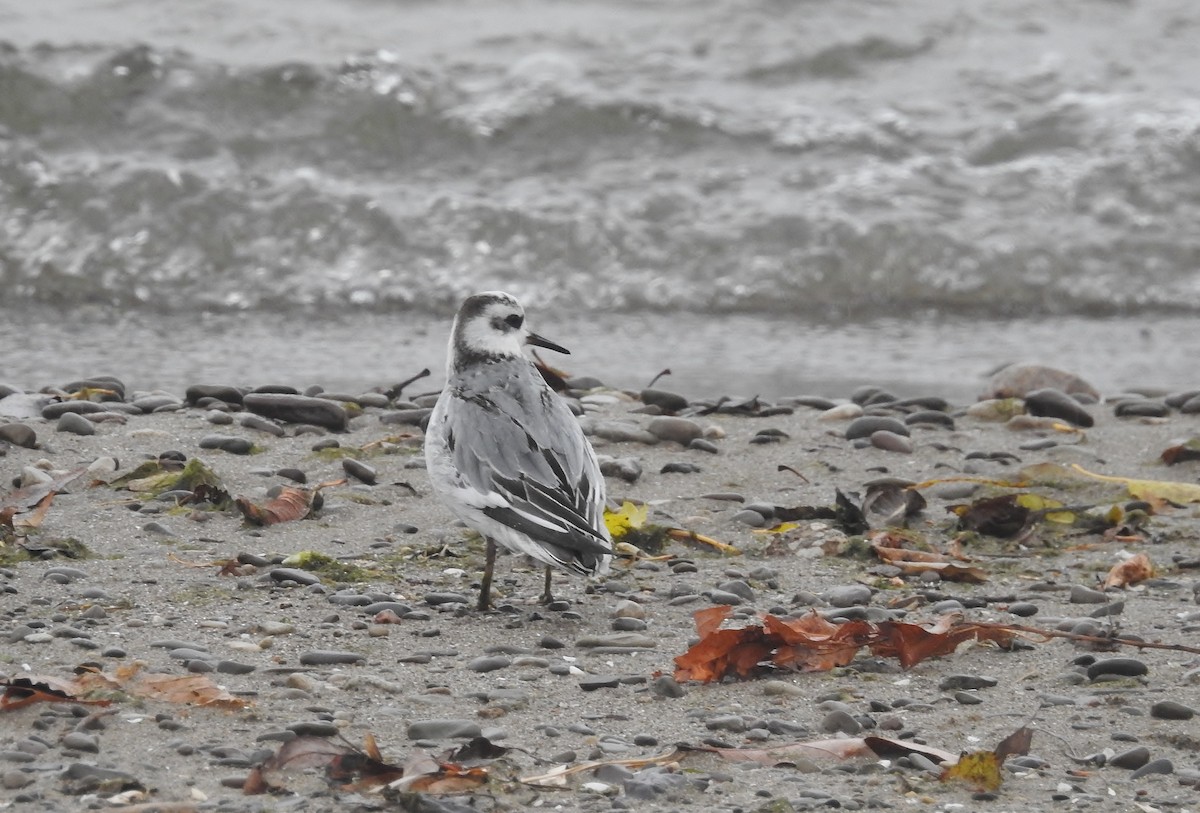 Phalarope à bec large - ML21217571