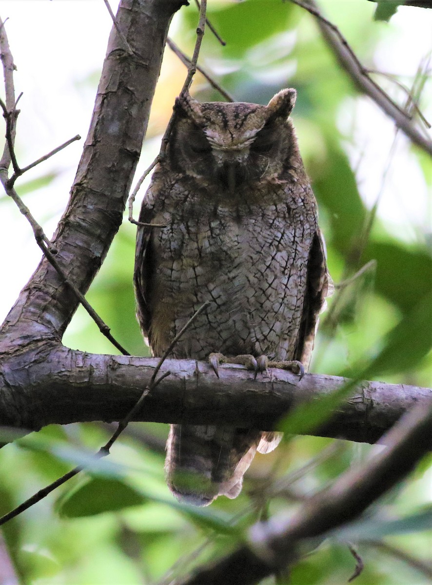 Tropical Screech-Owl - Larry Schmahl