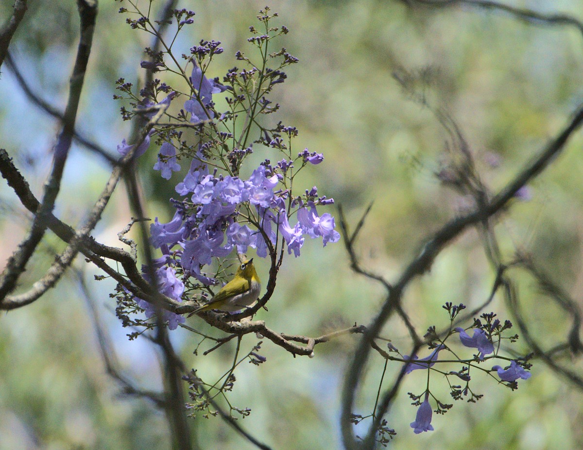 Indian White-eye - ML212177501