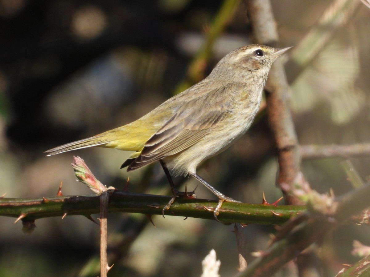 Palm Warbler (Western) - ML212178101