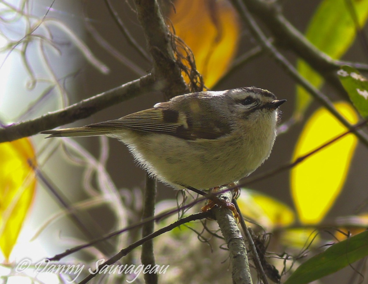 Golden-crowned Kinglet - ML212179731