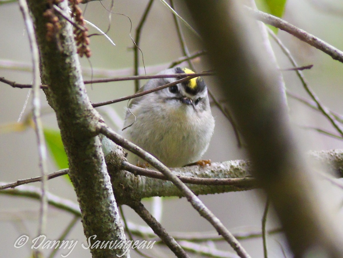 Golden-crowned Kinglet - Danny Sauvageau