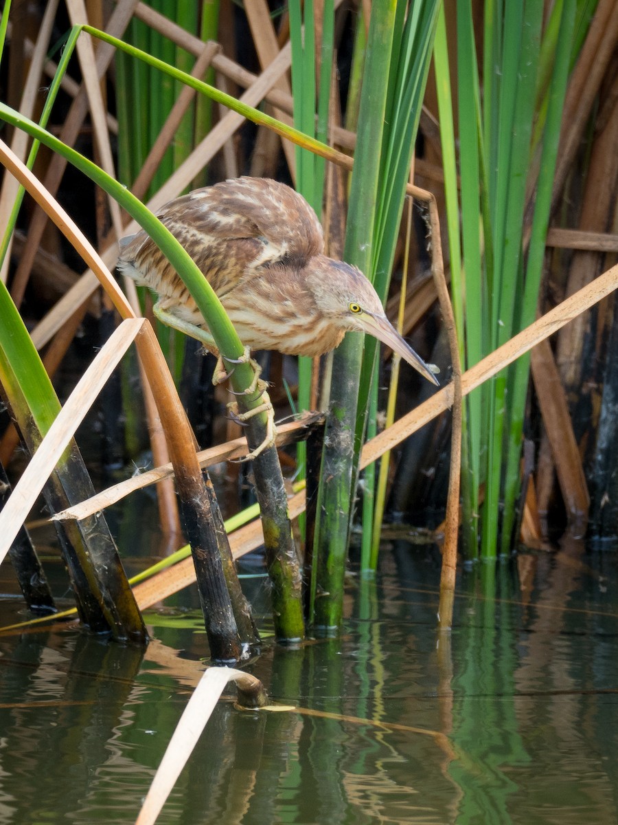 Yellow Bittern - ML212180201