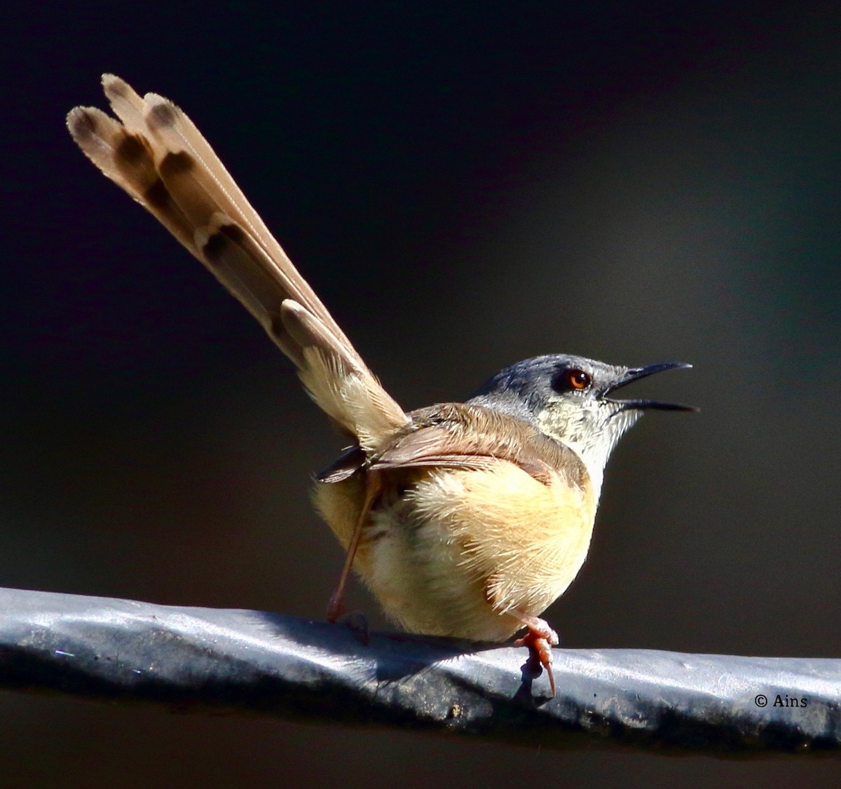 Ashy Prinia - Ains Priestman