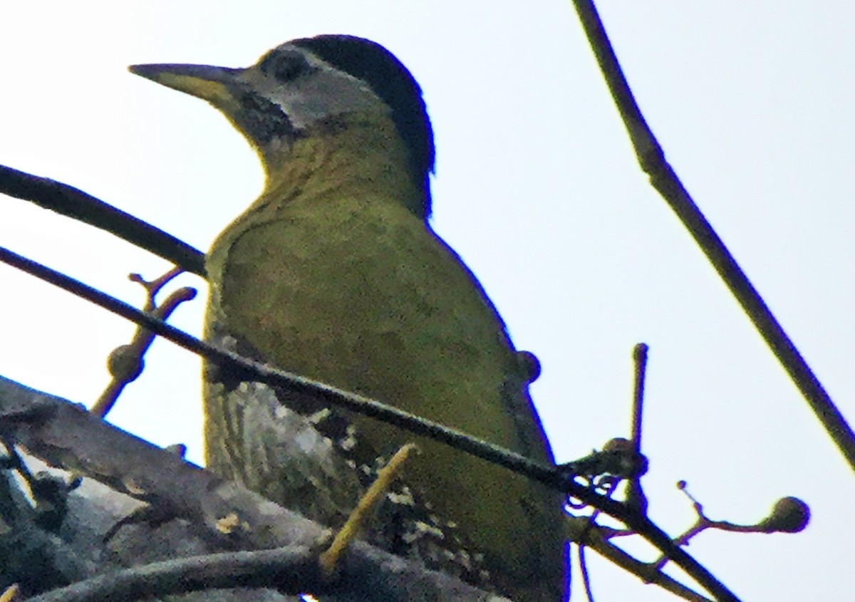 Streak-breasted Woodpecker - Rick Jacobsen