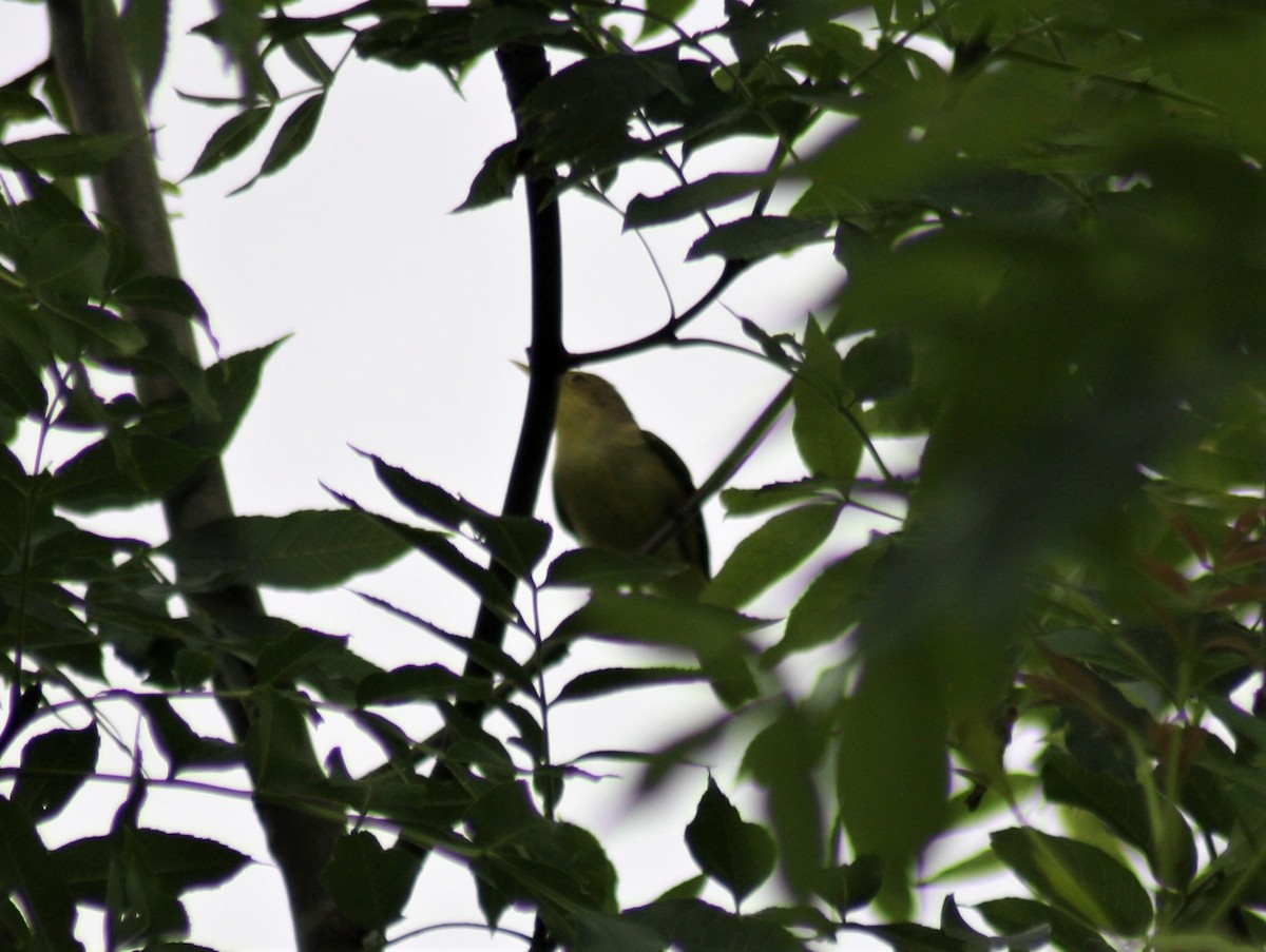 Melodious Warbler - ML212183431