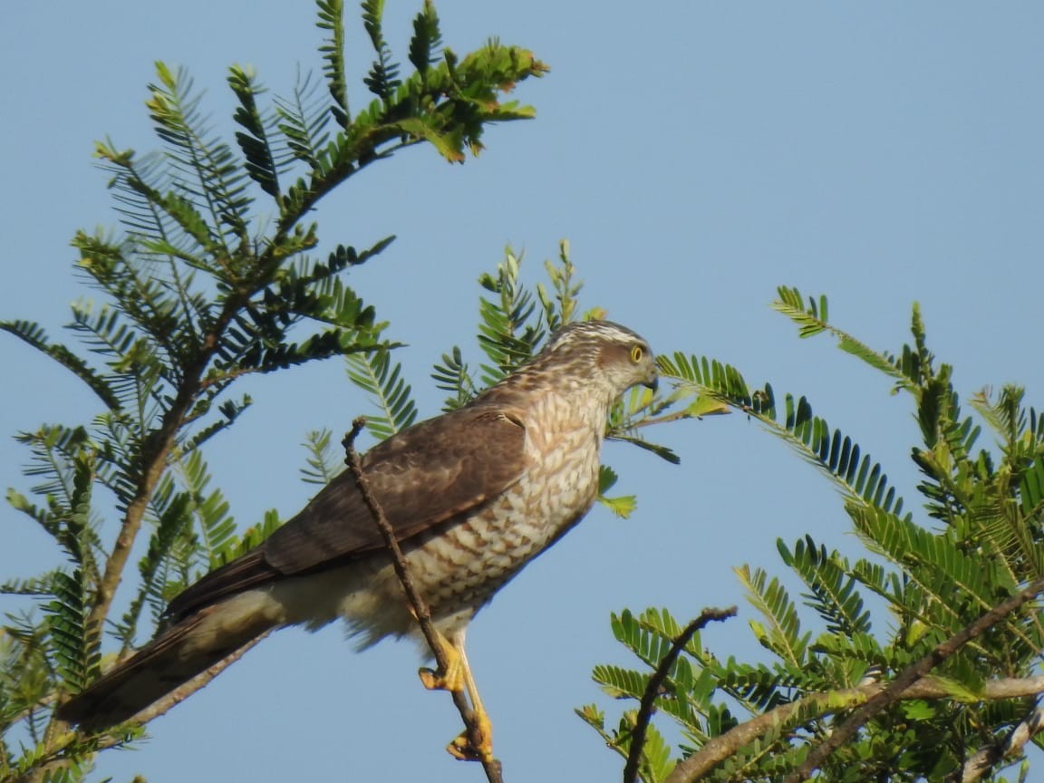 Eurasian Sparrowhawk - ML212183521