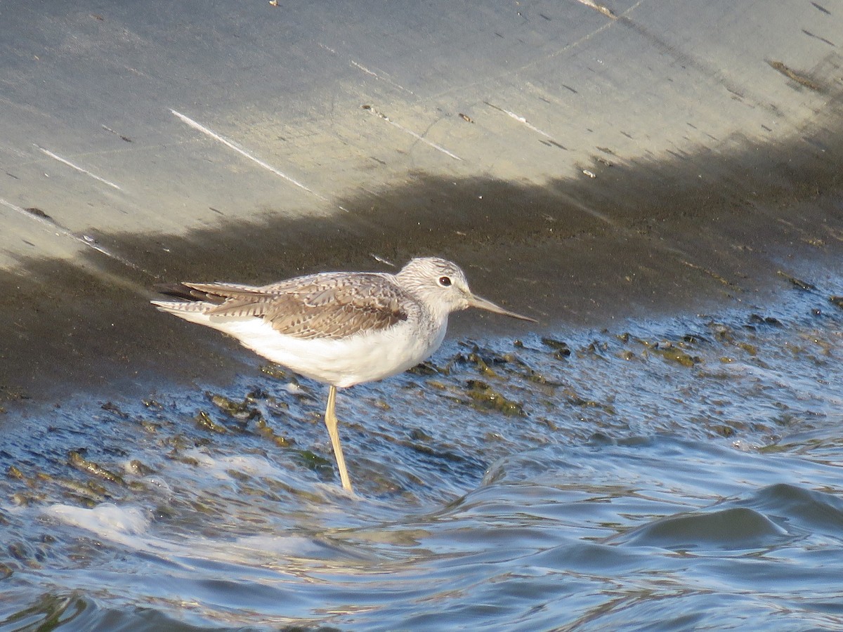 Common Greenshank - Chang-Yong Liao