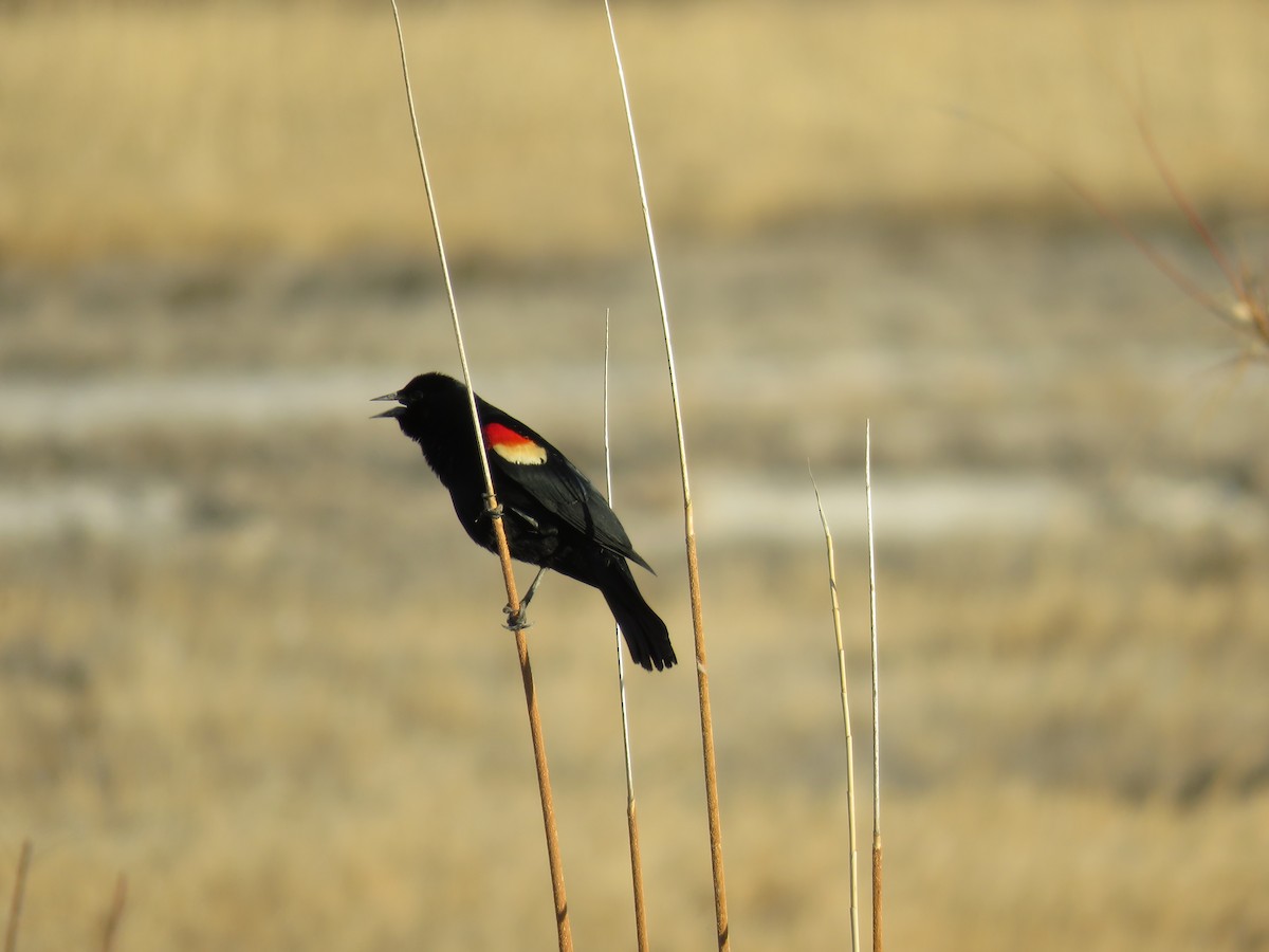 Red-winged Blackbird - Mike Hearell