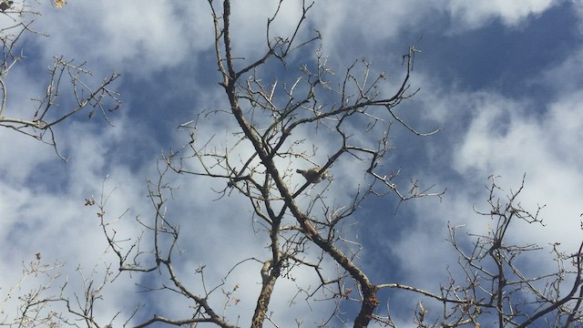 Northern Pygmy-Owl - ML212184761