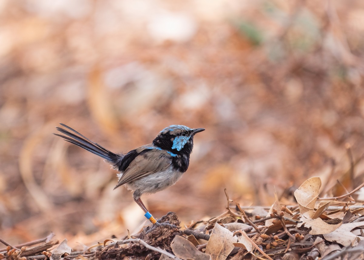 Superb Fairywren - ML212186631