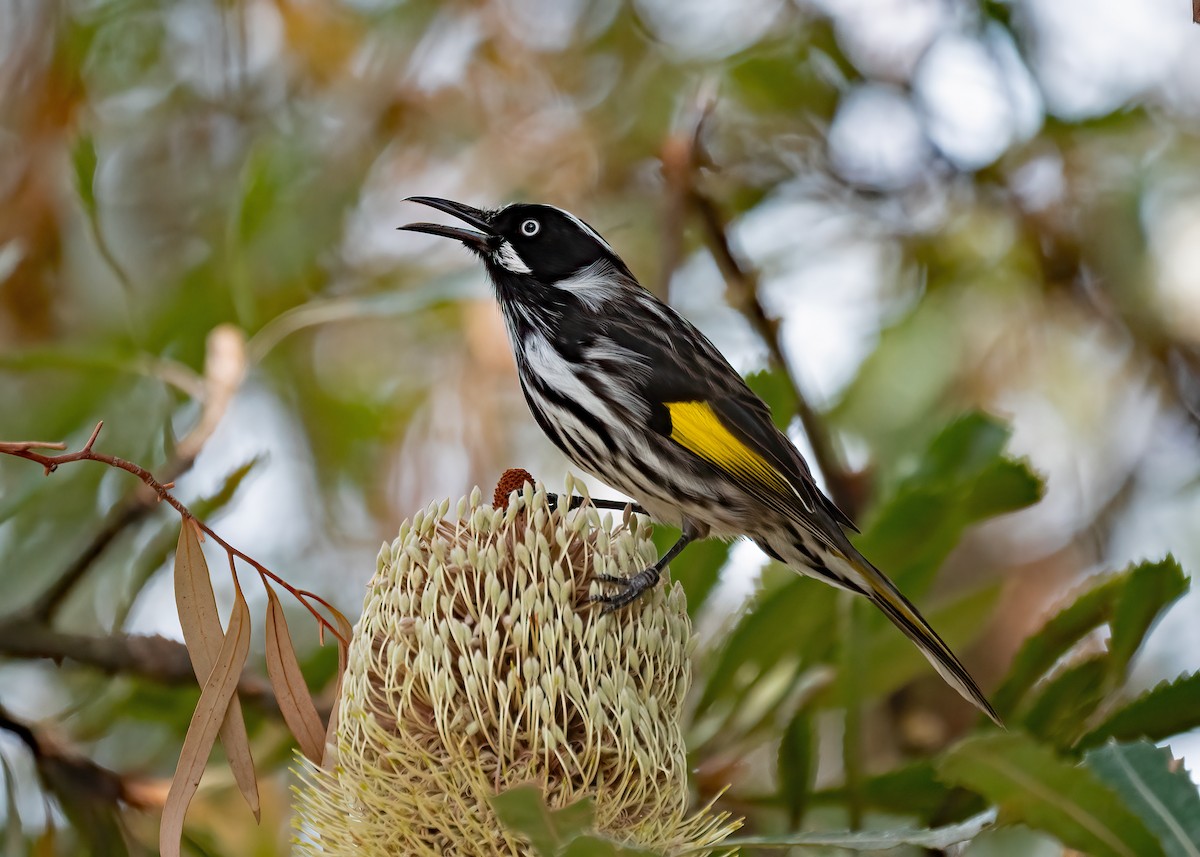 New Holland Honeyeater - ML212186651