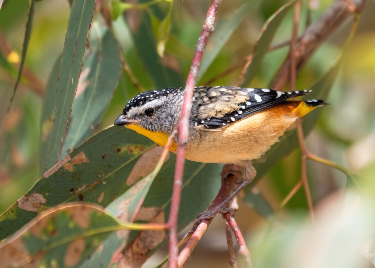 Spotted Pardalote - Julie Clark