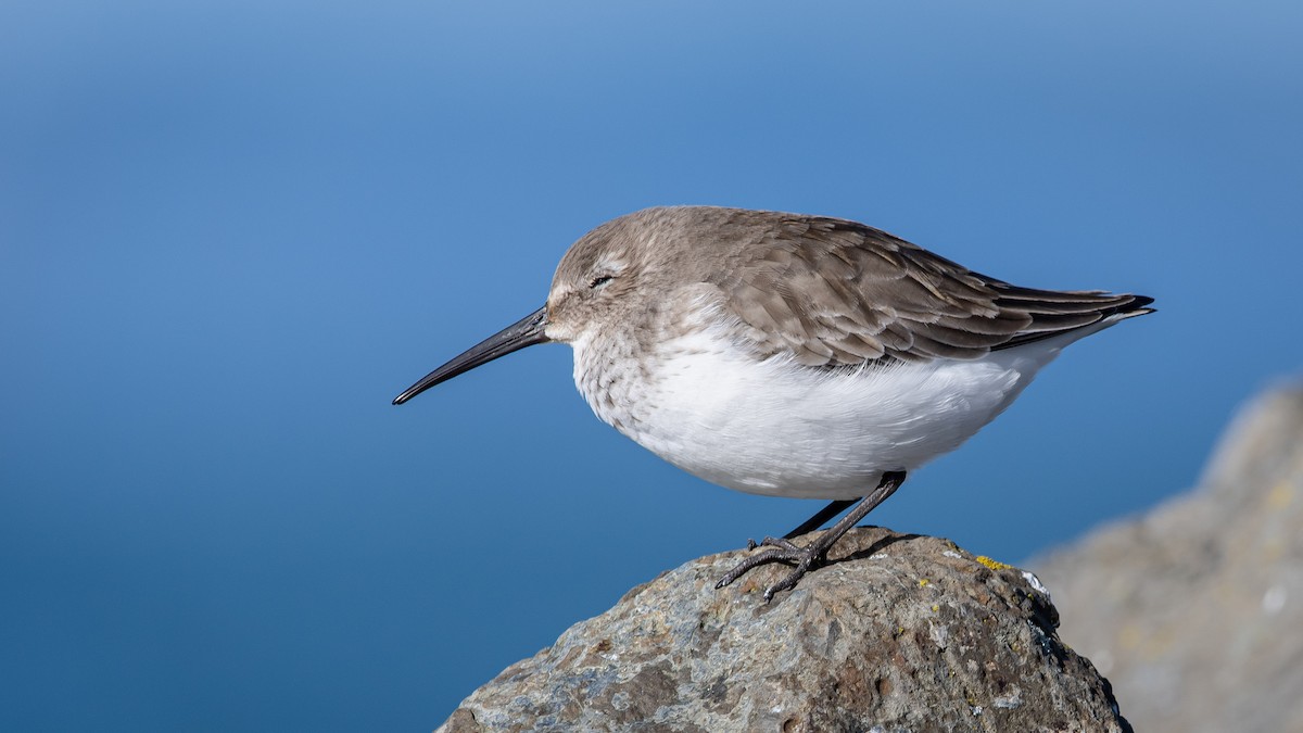 Dunlin - Mason Maron