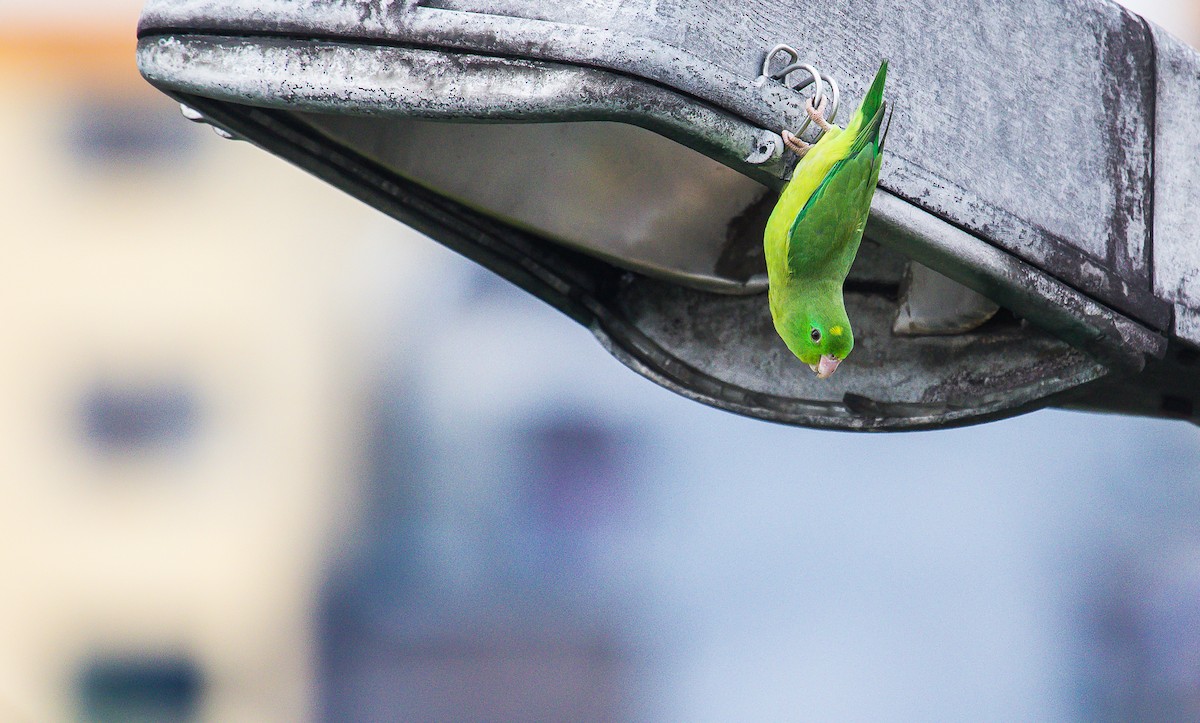 Spectacled Parrotlet - ML212187431