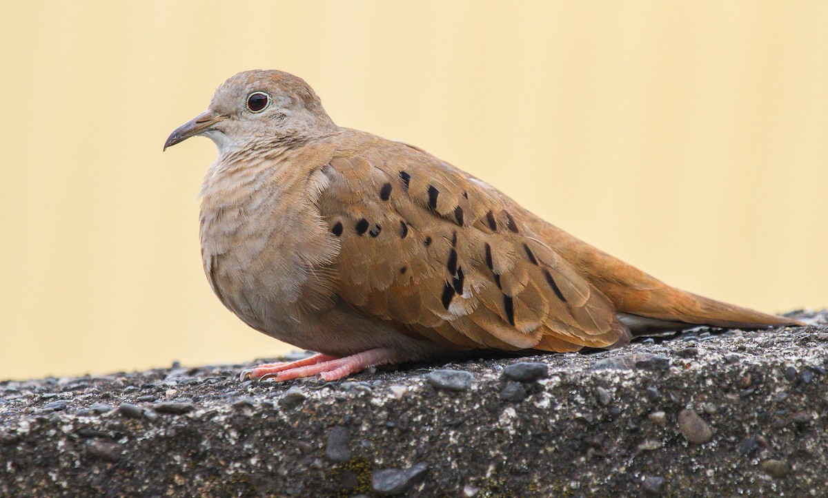 Ruddy Ground Dove - ML212187461