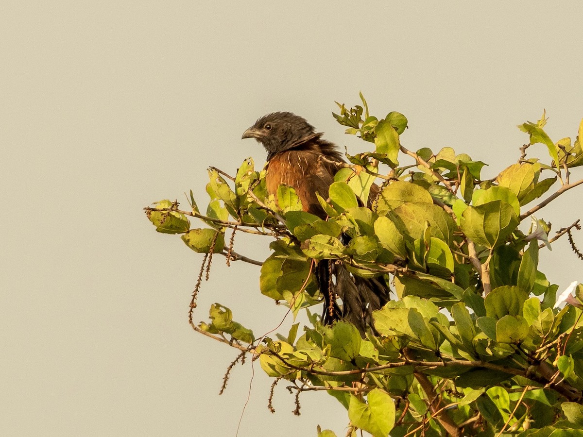 Black Coucal - ML212187851