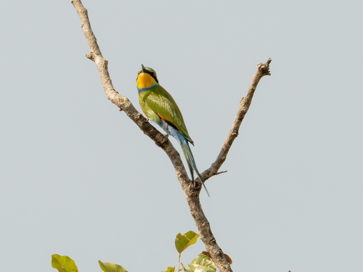 Swallow-tailed Bee-eater - John Tebbet
