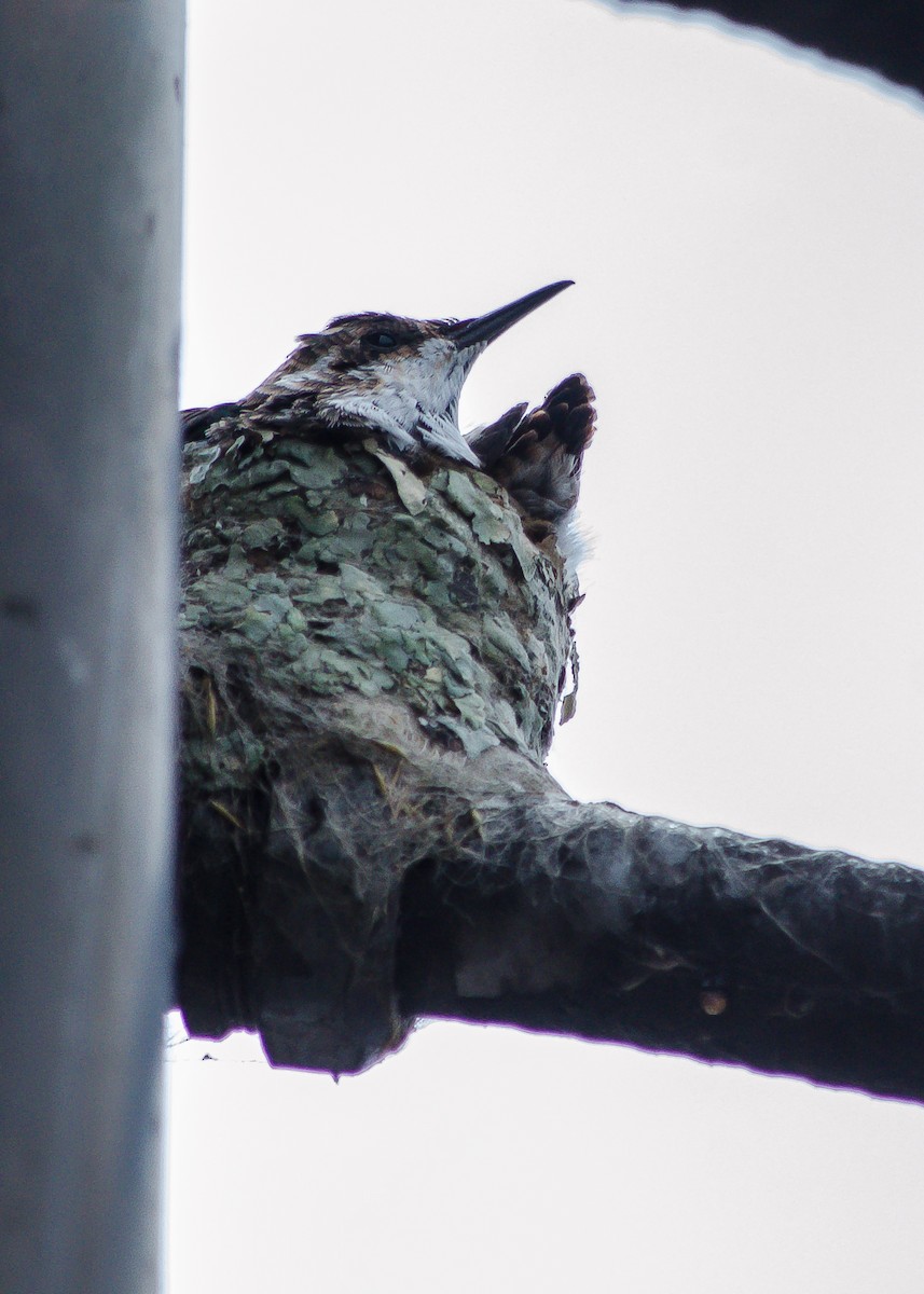 Black-throated Mango - ML212188051