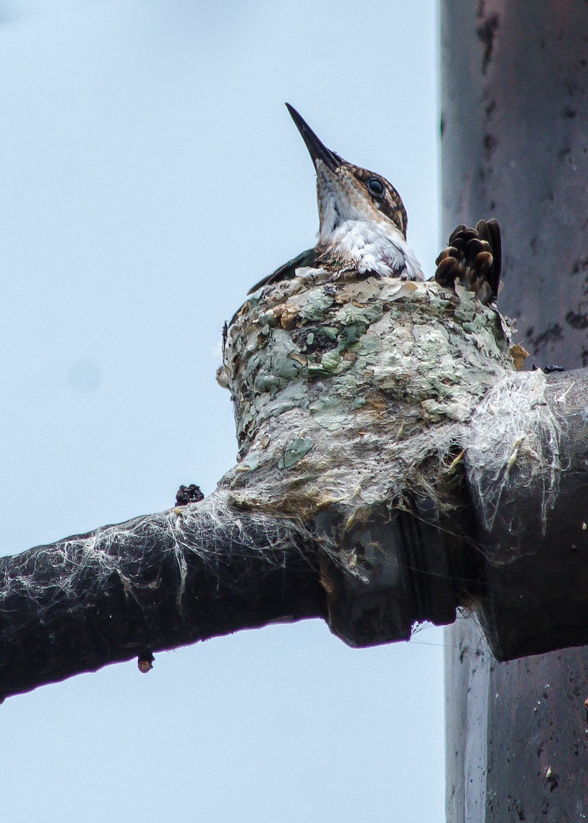 Black-throated Mango - ML212188061