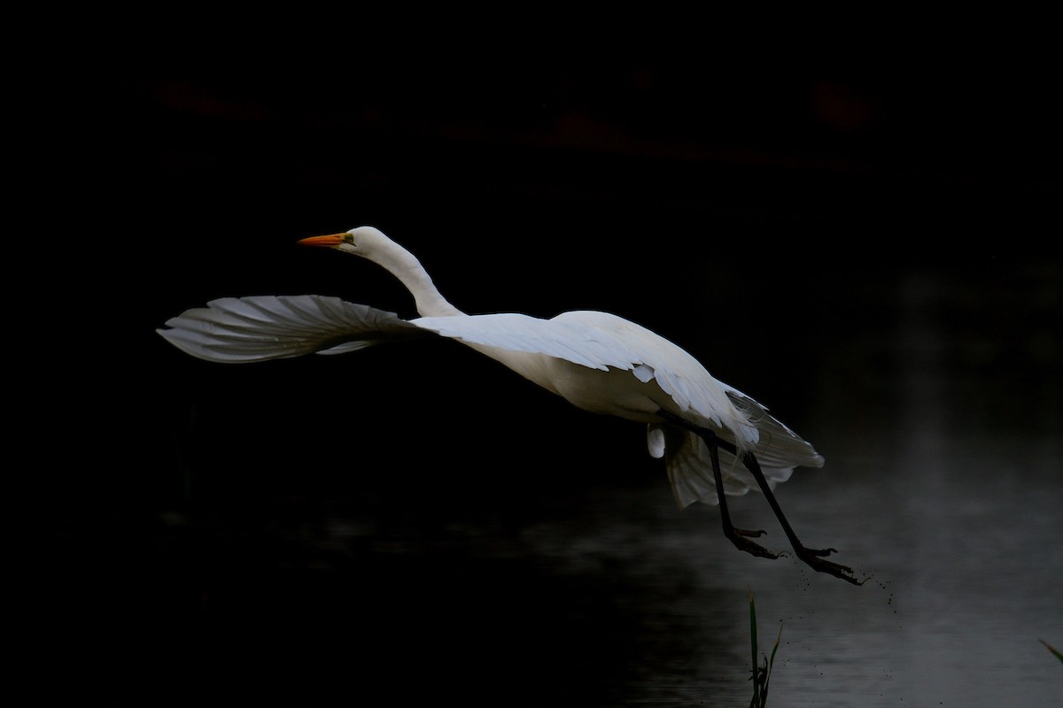 Great/Medium Egret - ML212188391