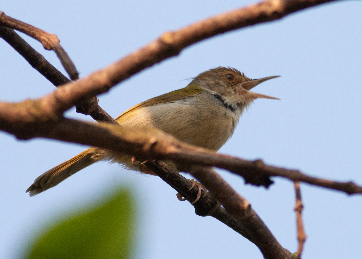 Rotstirn-Schneidervogel - ML212188501