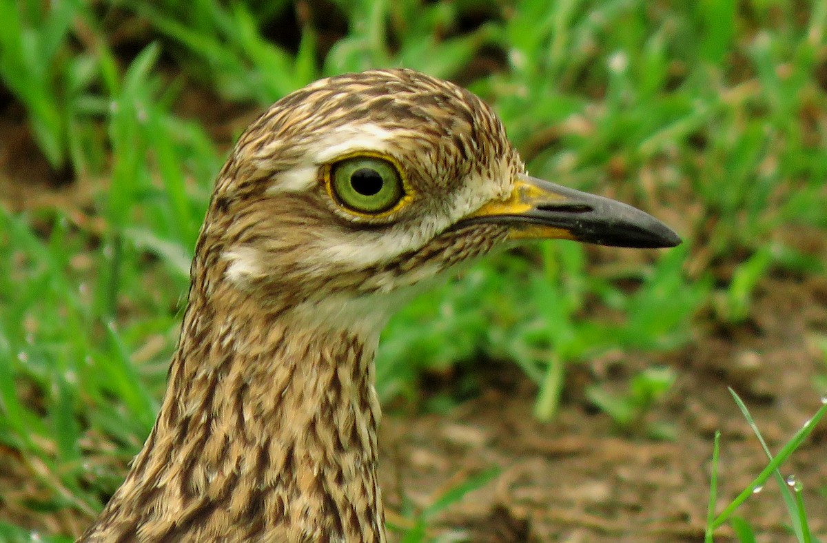 Spotted Thick-knee - Diane Drobka