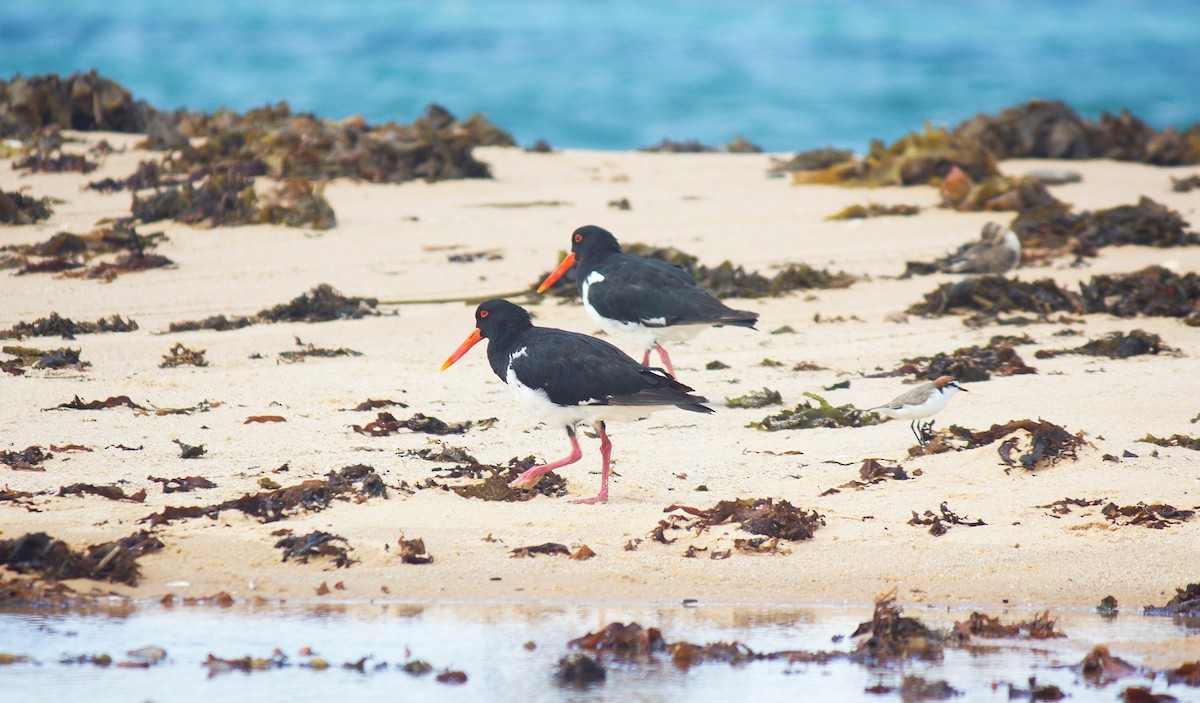 Pied Oystercatcher - Ewan Auld