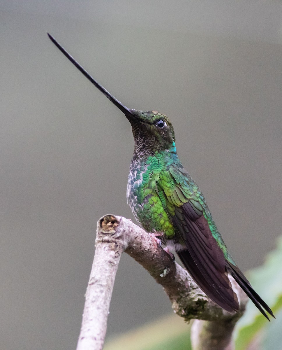 Schwertschnabelkolibri - ML212190831