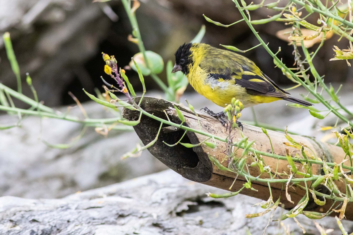 Hooded Siskin - Joachim Bertrands