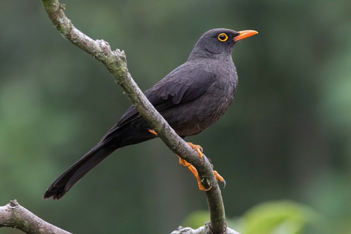 Great Thrush - Joachim Bertrands