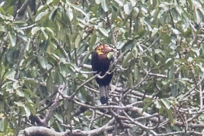 Writhe-billed Hornbill - ML212191741